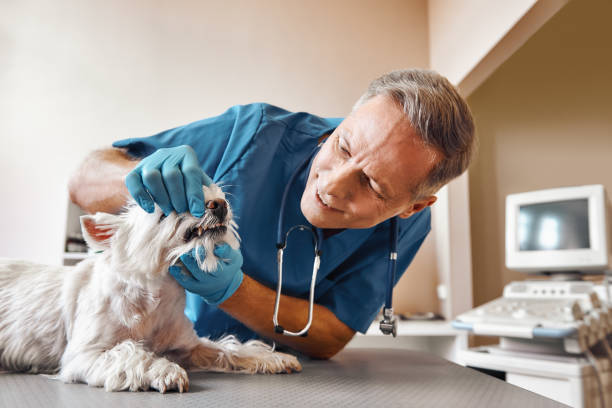 Best Emergency Treatment for Dental Infections or Abscesses in Mill Hall, PA